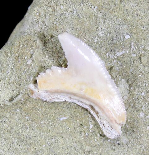 Tiger Shark Tooth + Fossil Bone - Sharktooth Hill, CA #25440